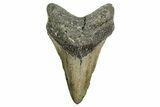 Fossil Megalodon Tooth - North Carolina #361680-1